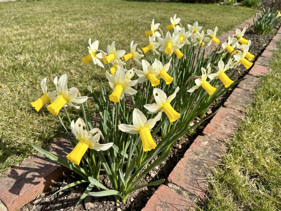 Jack Snipe daffodil plants in bloom in a garden