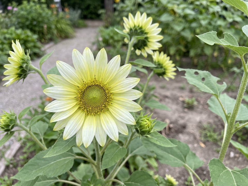 A Jade sunflower flower up close on the plant