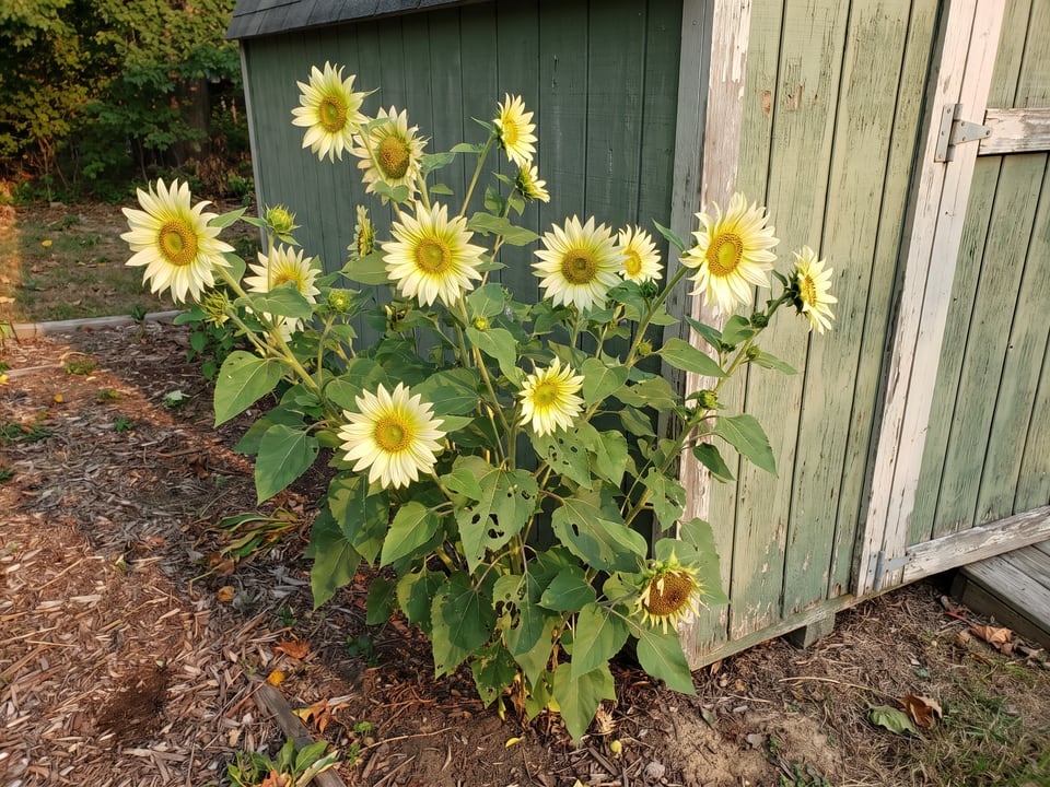 Jade sunflower plants in bloom in a garden