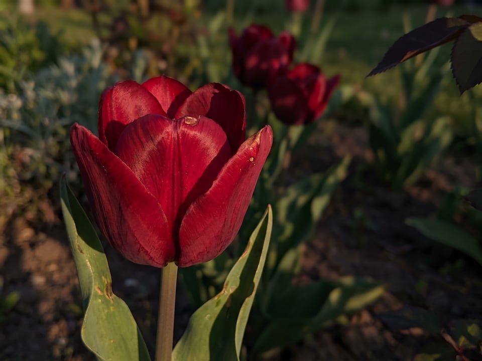 A Jan Reus tulip flower up close on the plant