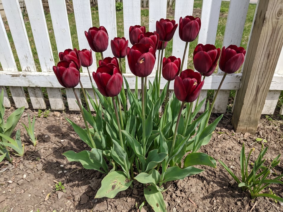Jan Reus tulip plants in bloom in a garden