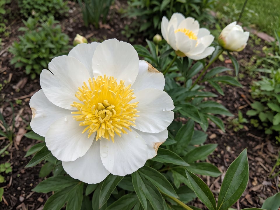 A Jan van Leeuwen peony flower up close on the plant