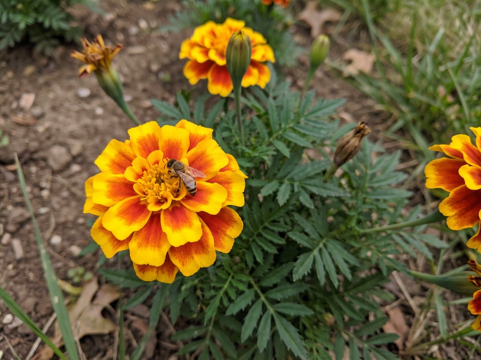 A Janie marigold flower up close on the plant
