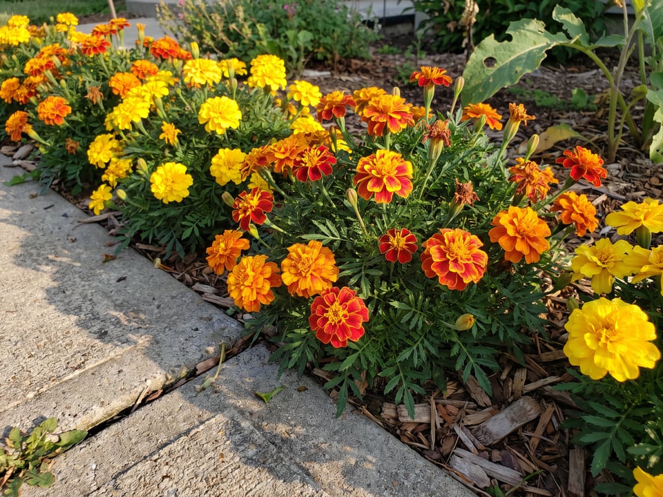 Janie marigold plants in bloom in a garden