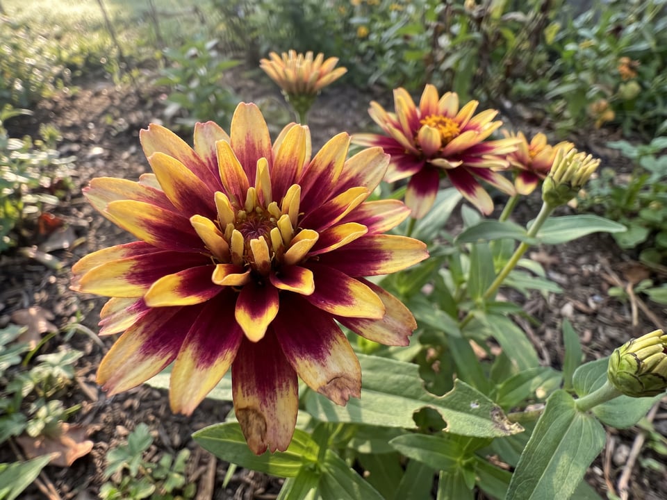 A Jazzy Mix zinnia flower up close on the plant
