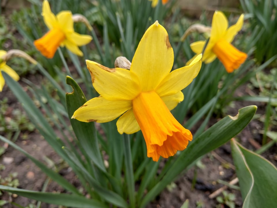 A Jetfire daffodil flower up close on the plant