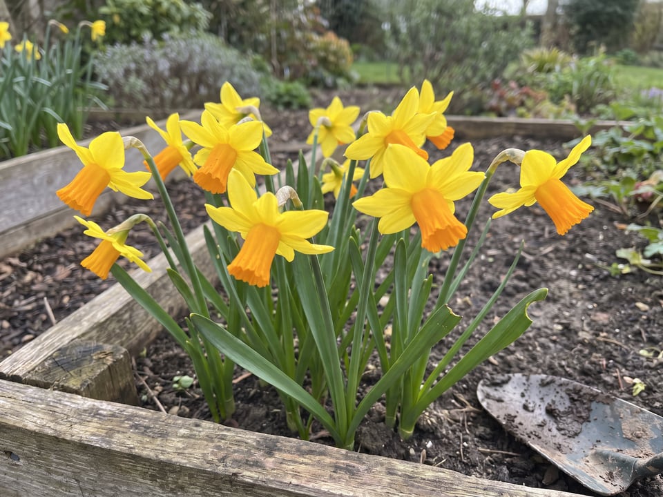 Jetfire daffodil plants in bloom in a garden