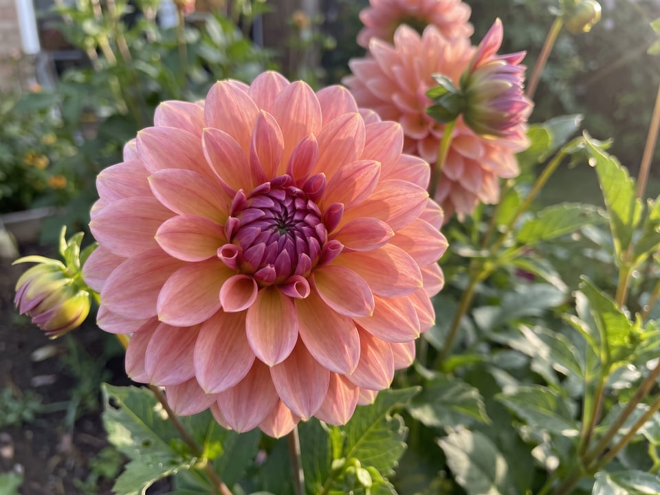 A Jowey Winnie dahlia flower up close on the plant