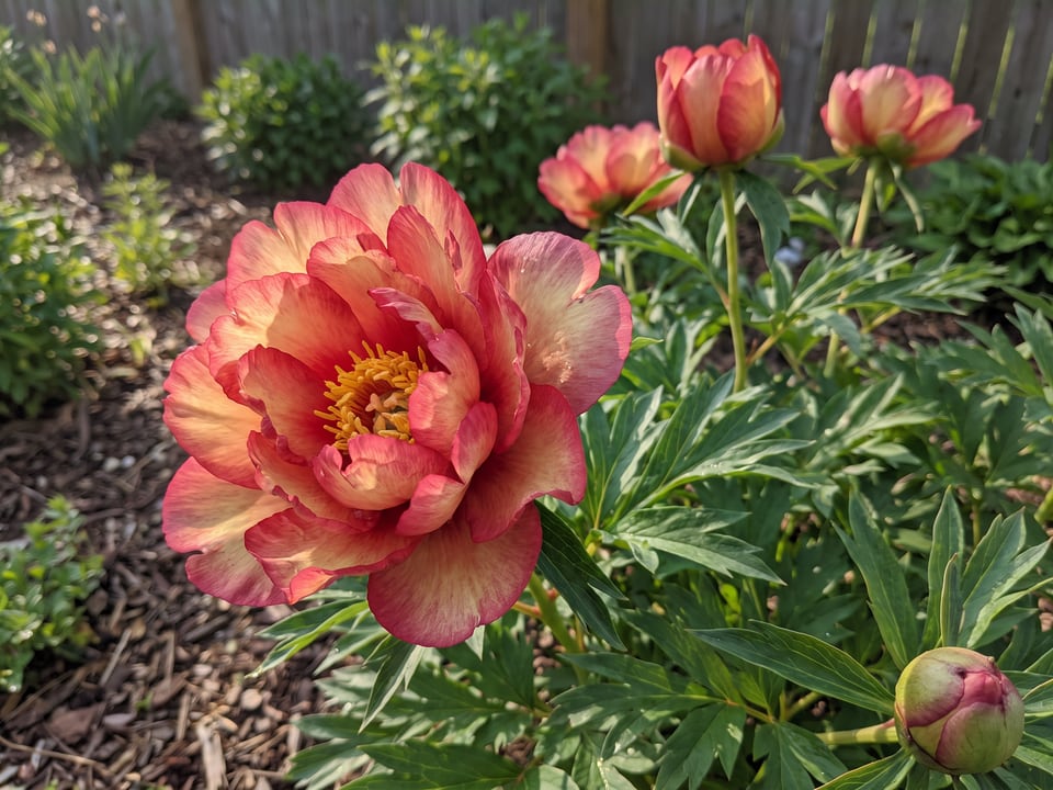 A Julia Rose peony flower up close on the plant
