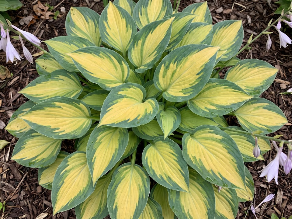 Leaves of June hosta up close