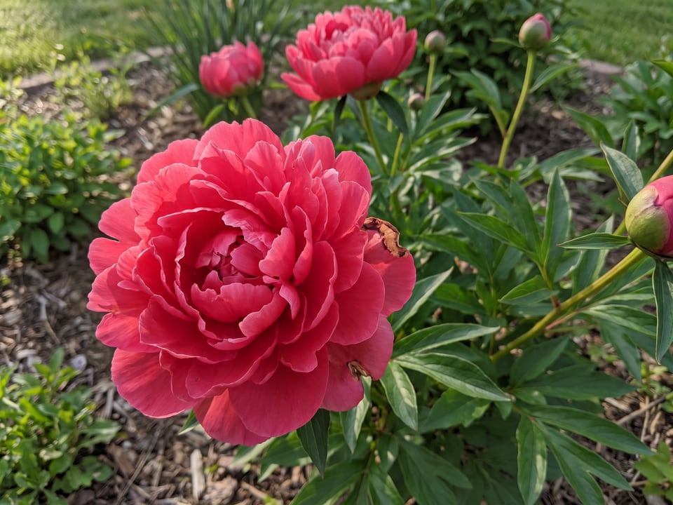 A Kansas peony flower up close on the plant