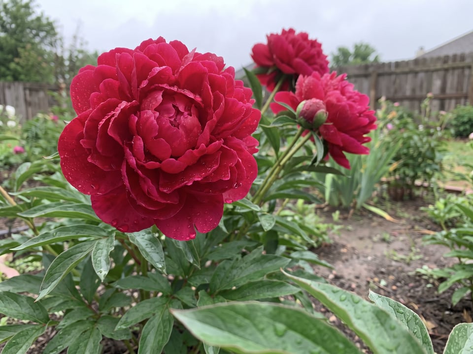 A Karl Rosenfield peony flower up close on the plant