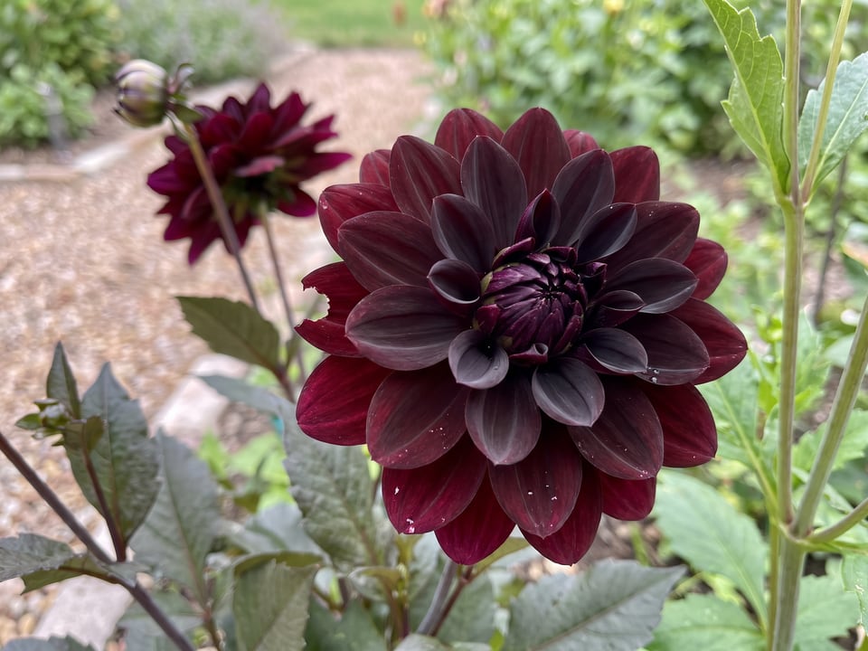 A Karma Choc dahlia flower up close on the plant