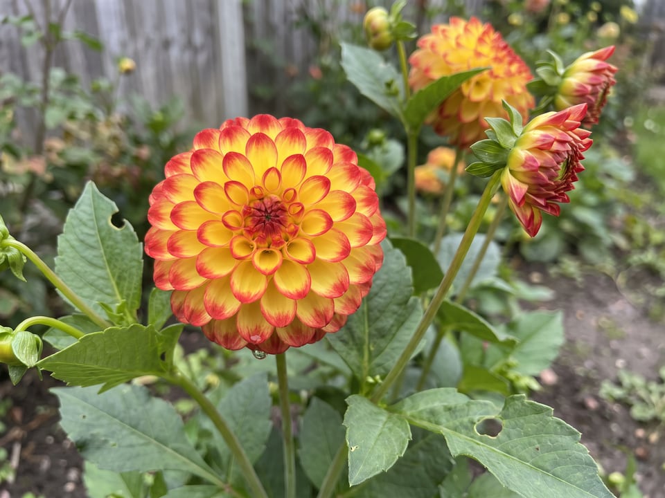 A Kasasagi dahlia flower up close on the plant
