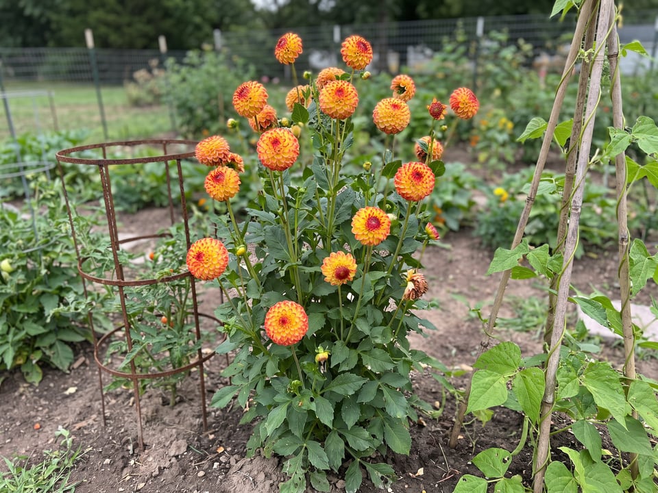 Kasasagi dahlia plants in bloom in a garden