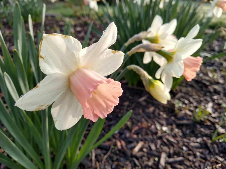 A Katie Heath daffodil flower up close on the plant
