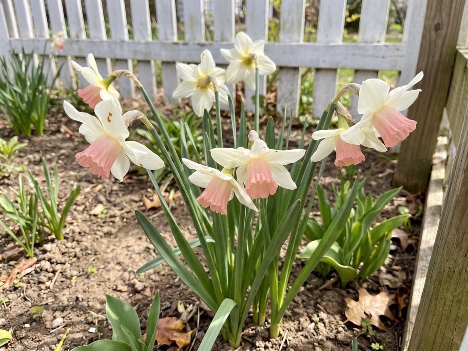 Katie Heath daffodil plants in bloom in a garden