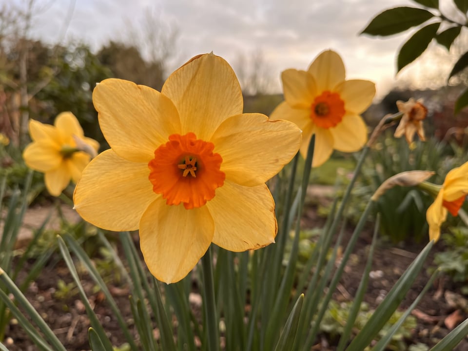 A Kedron daffodil flower up close on the plant