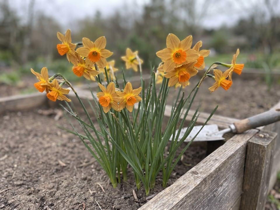 Kedron daffodil plants in bloom in a garden