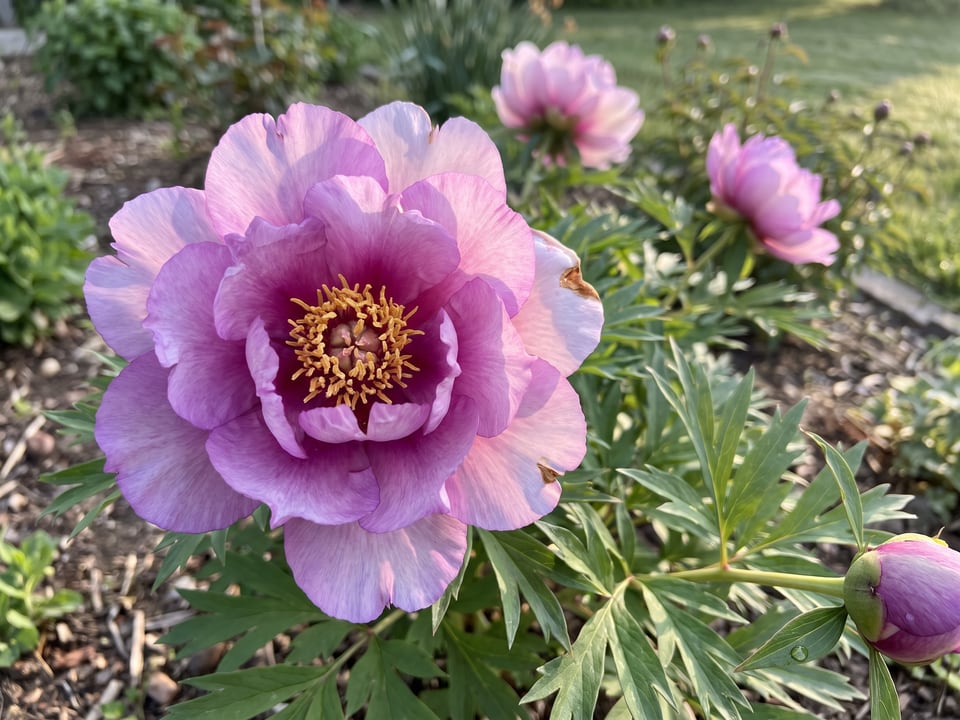 A Keiko peony flower up close on the plant