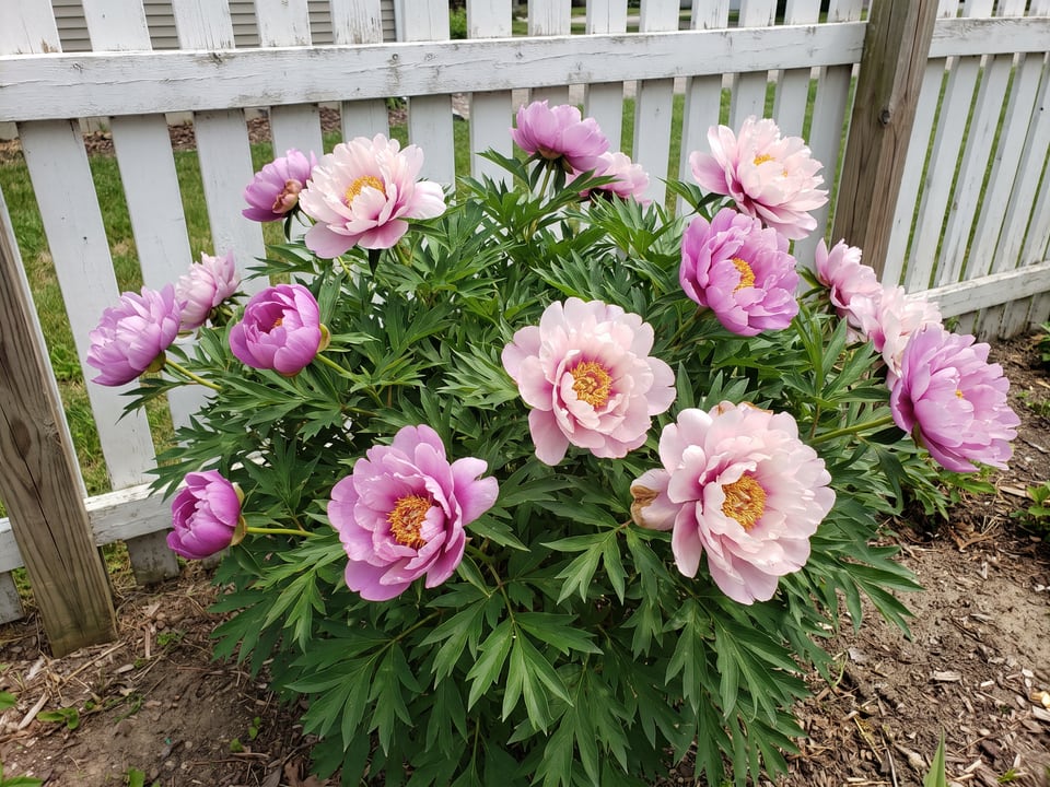 Keiko peony plants in bloom in a garden