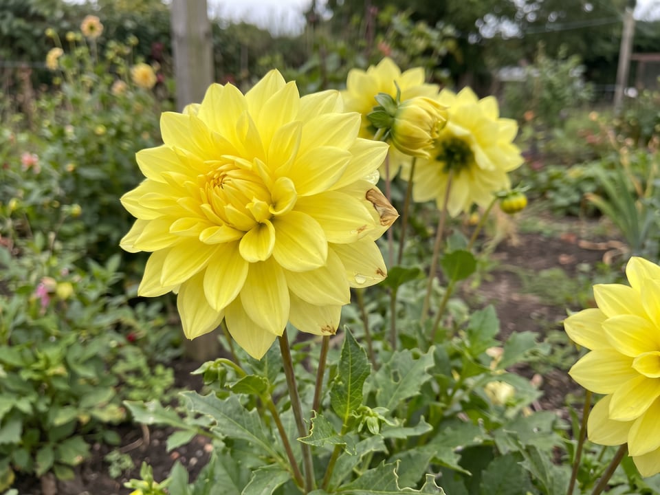 A Kelvin Floodlight dahlia flower up close on the plant