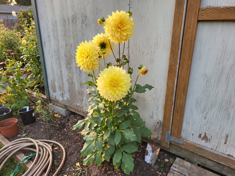 Kelvin Floodlight dahlia plants in bloom in a garden