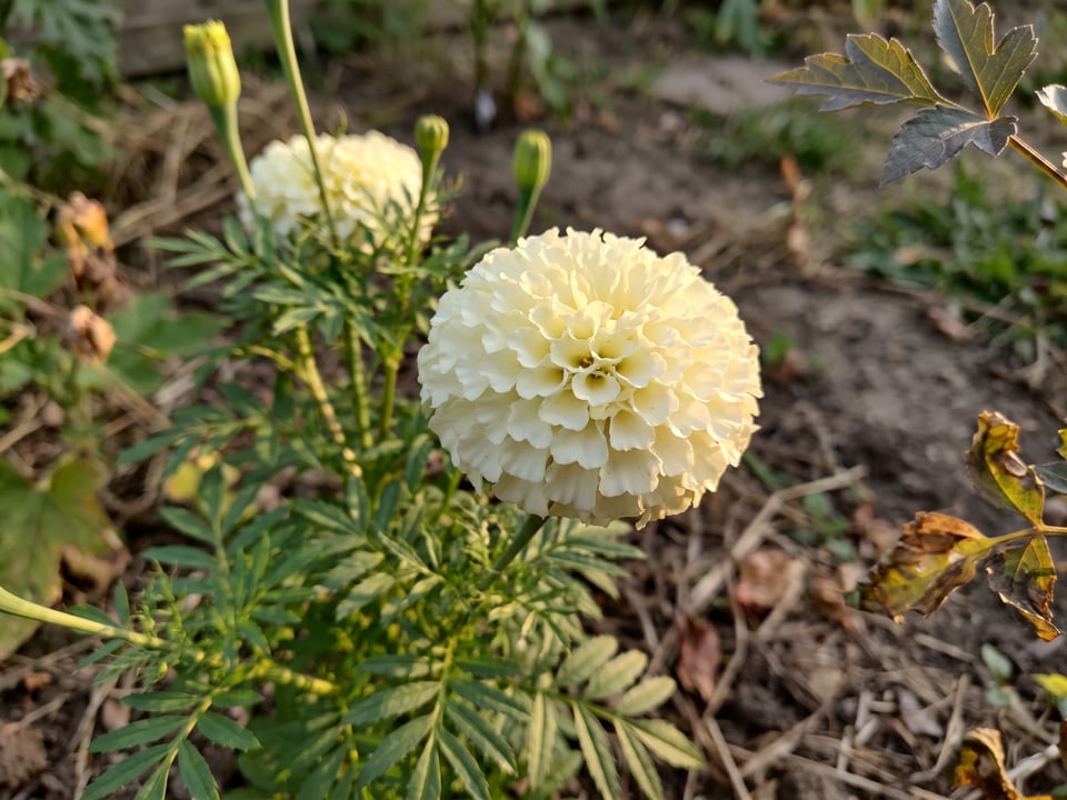 A Kilimanjaro White marigold flower up close on the plant