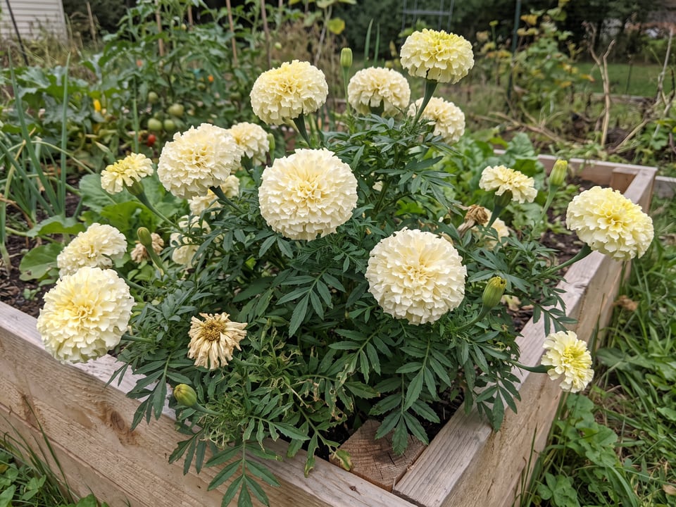 Kilimanjaro White marigold plants in bloom in a garden