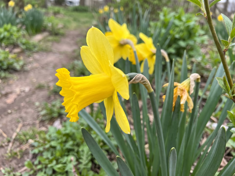 A King Alfred daffodil flower up close on the plant