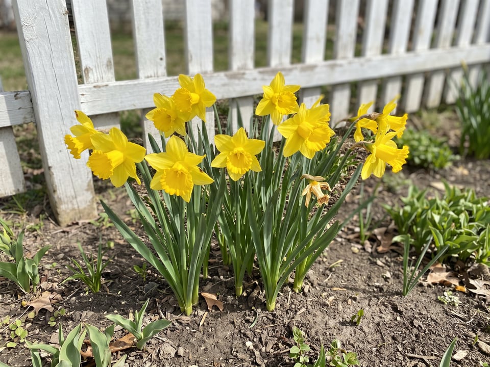 King Alfred daffodil plants in bloom in a garden