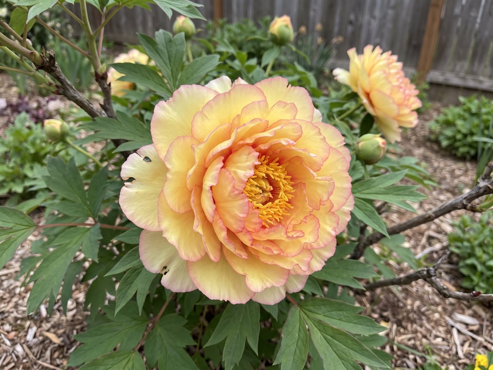 A Kinkaku peony flower up close on the plant