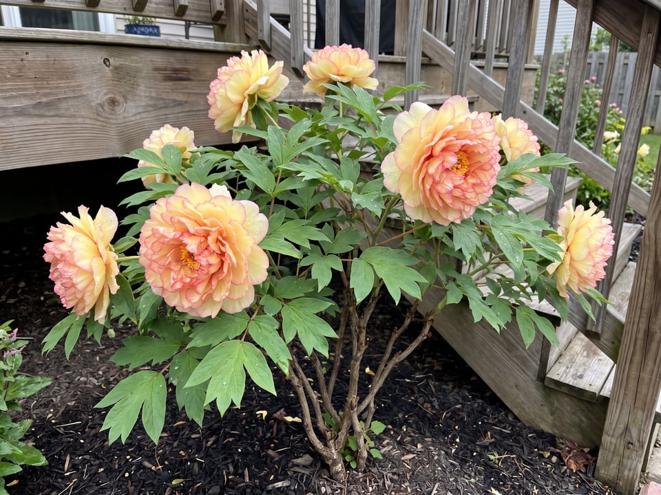 Kinkaku peony plants in bloom in a garden