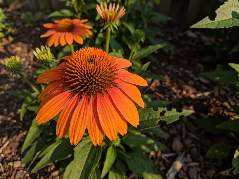 A Kismet Intense Orange coneflower flower up close on the plant