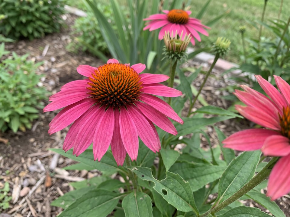 A Kismet Raspberry coneflower flower up close on the plant