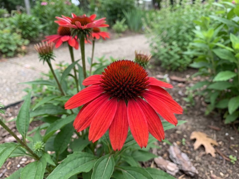 A Kismet Red coneflower flower up close on the plant