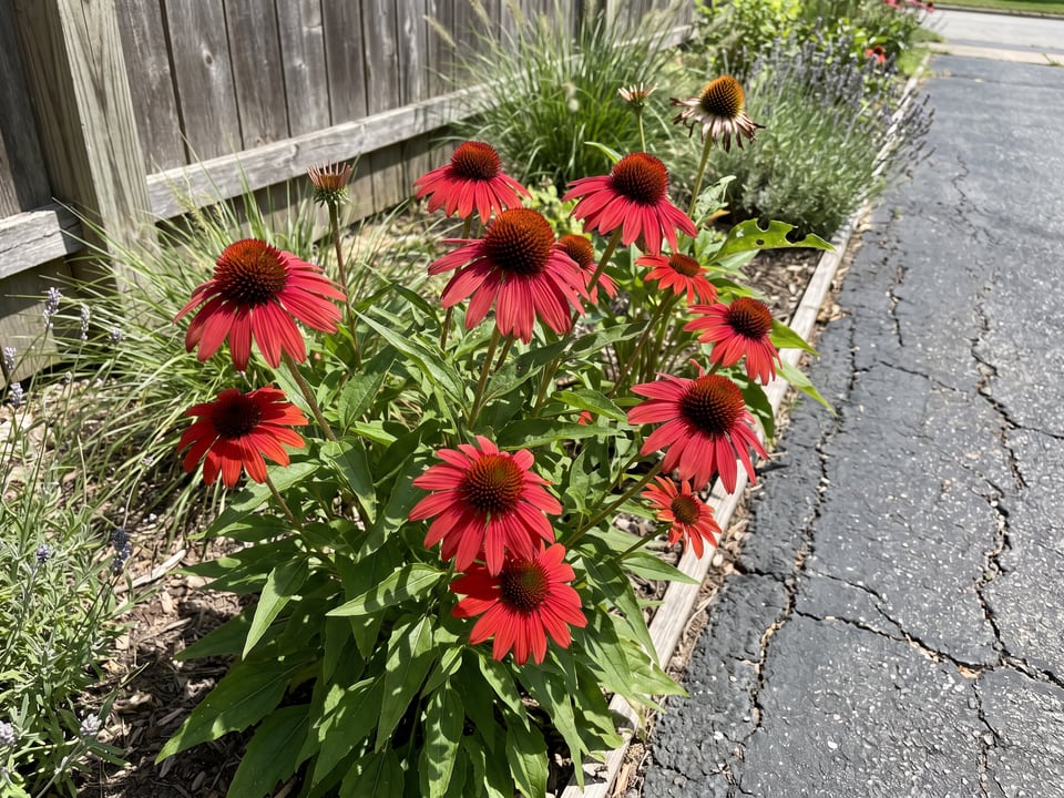 Kismet Red coneflower plants in bloom in a garden