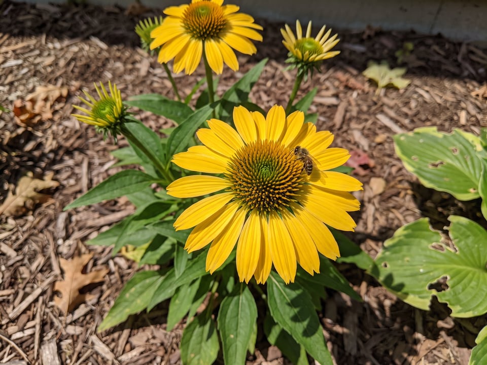 A Kismet Yellow coneflower flower up close on the plant