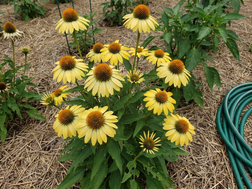 Kismet Yellow coneflower plants in bloom in a garden