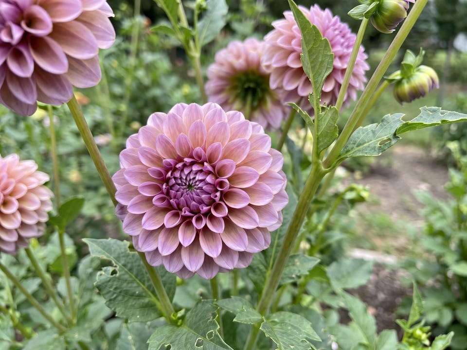 A Koko Puff dahlia flower up close on the plant