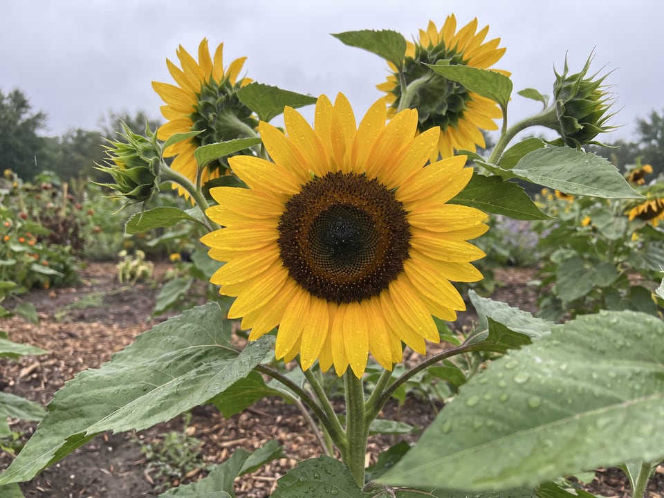 A Kong sunflower flower up close on the plant