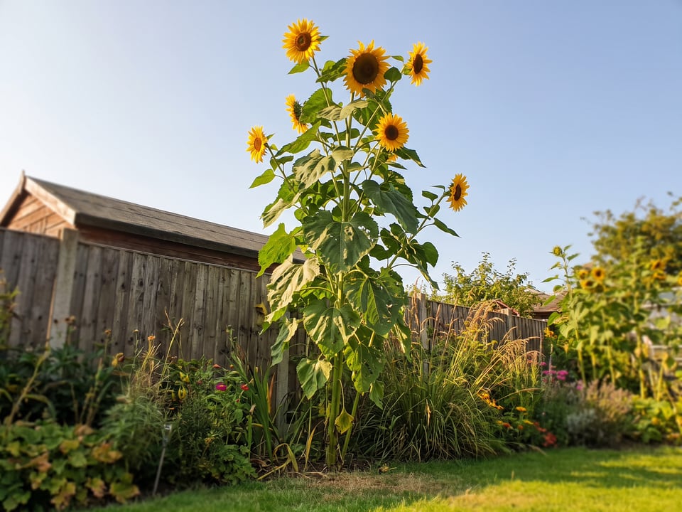 Kong sunflower plants in bloom in a garden