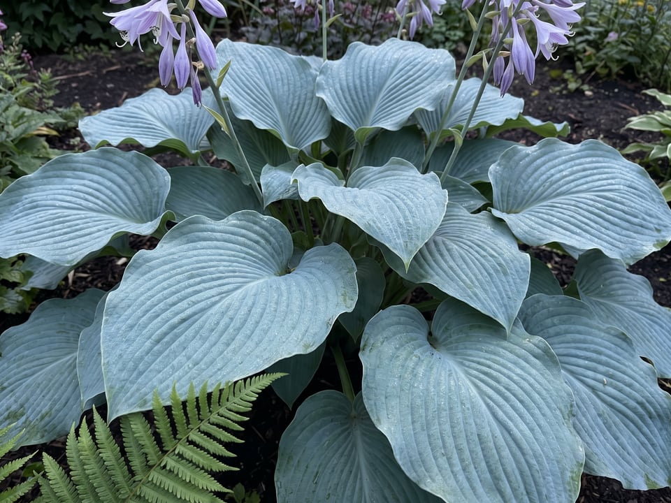 Leaves of Krossa Regal hosta up close