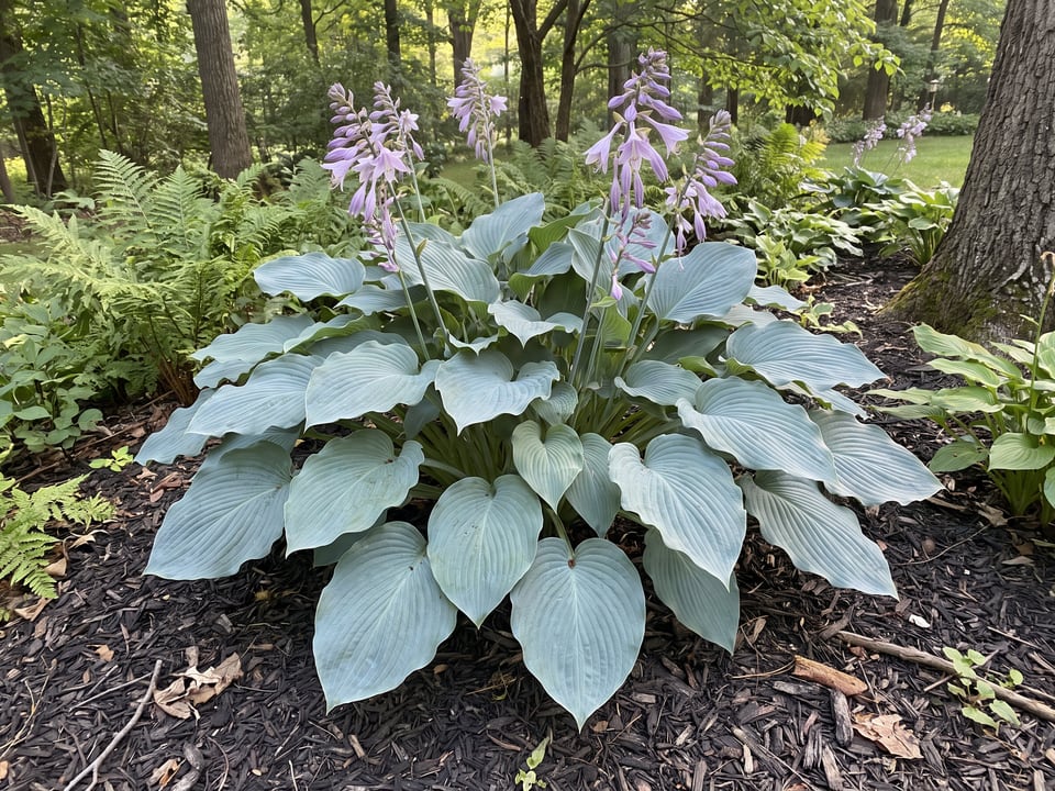 A Krossa Regal hosta clump growing in a shade garden