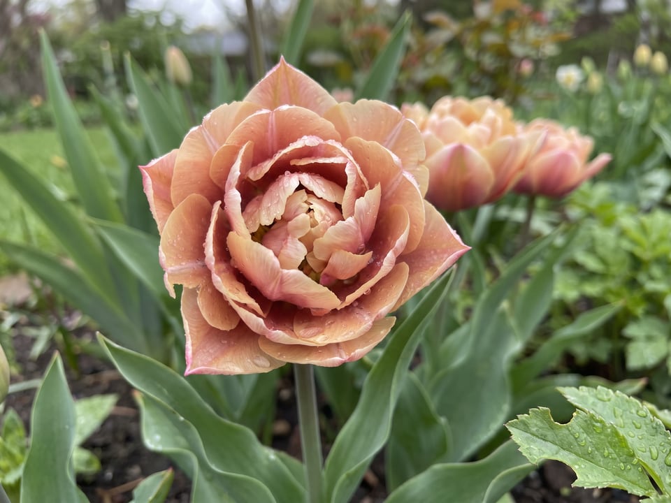 A La Belle Epoque tulip flower up close on the plant
