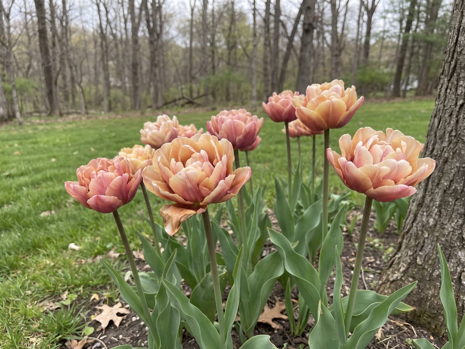 La Belle Epoque tulip plants in bloom in a garden