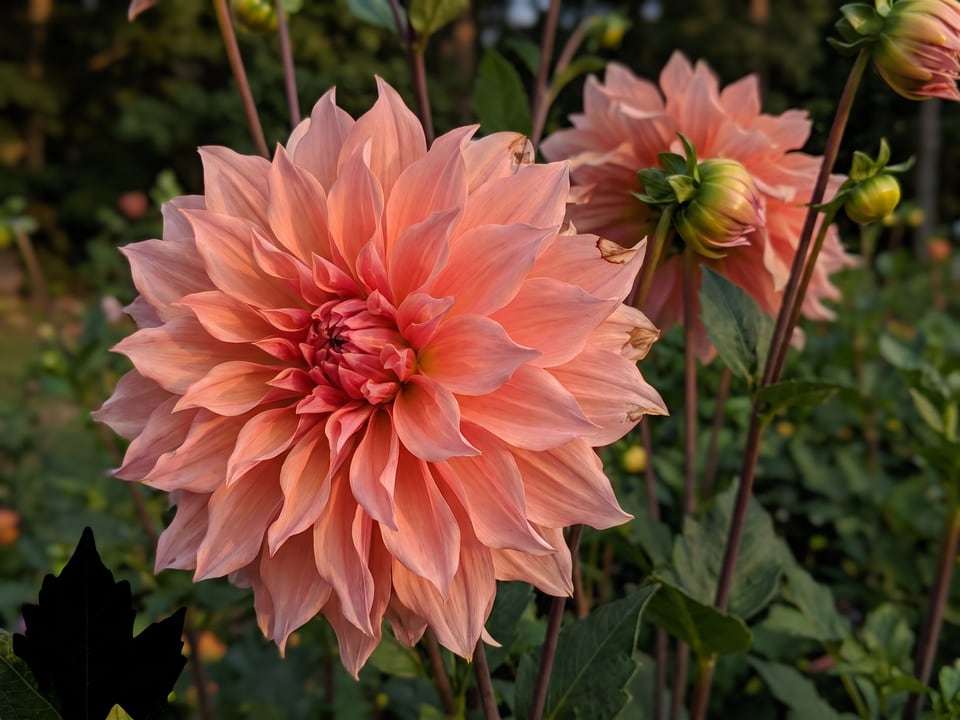 A Labyrinth dahlia flower up close on the plant