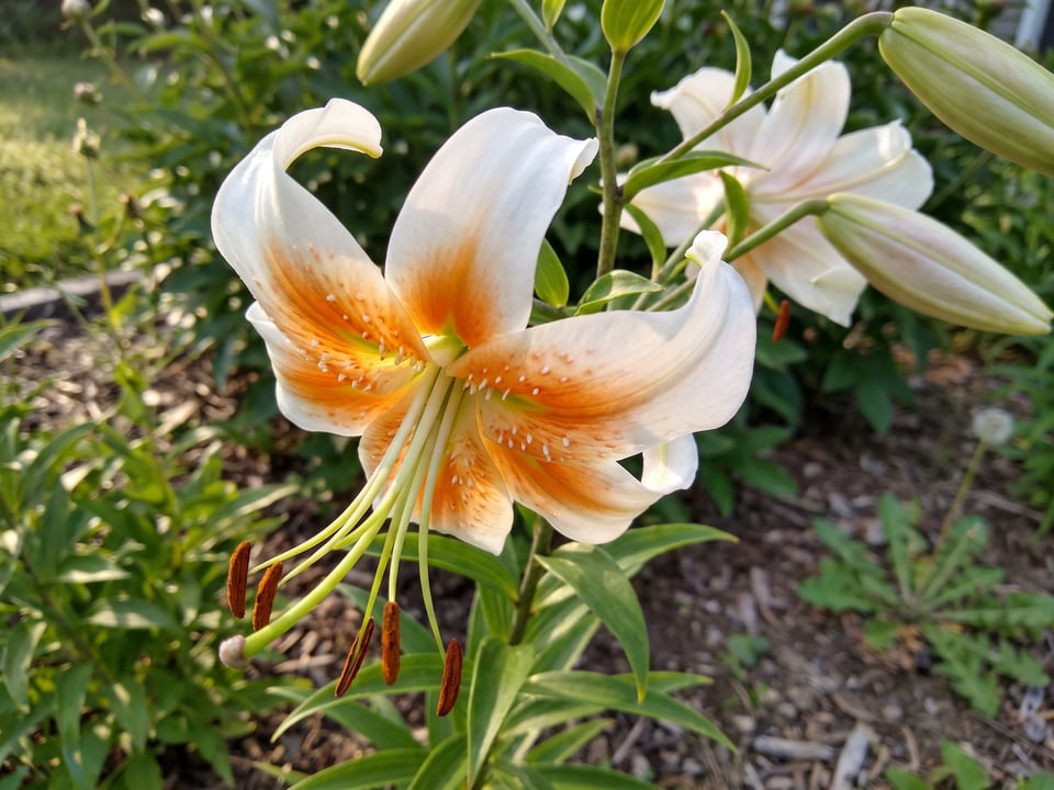 A Lady Alice lily flower up close on the plant