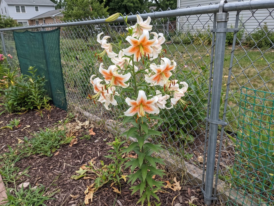 Lady Alice lily plants in bloom in a garden