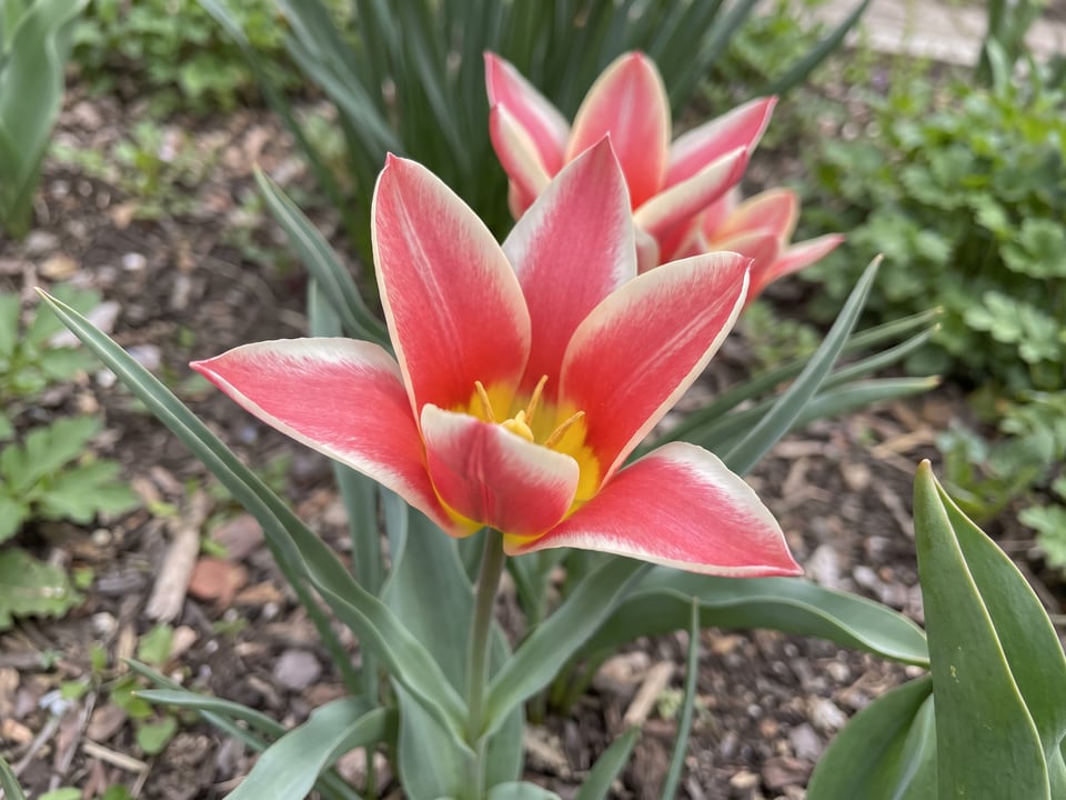 A Lady Jane tulip flower up close on the plant